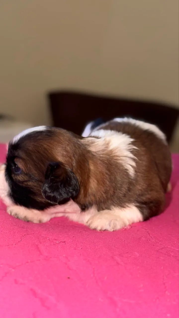 Shih-tzu  - Foto 5