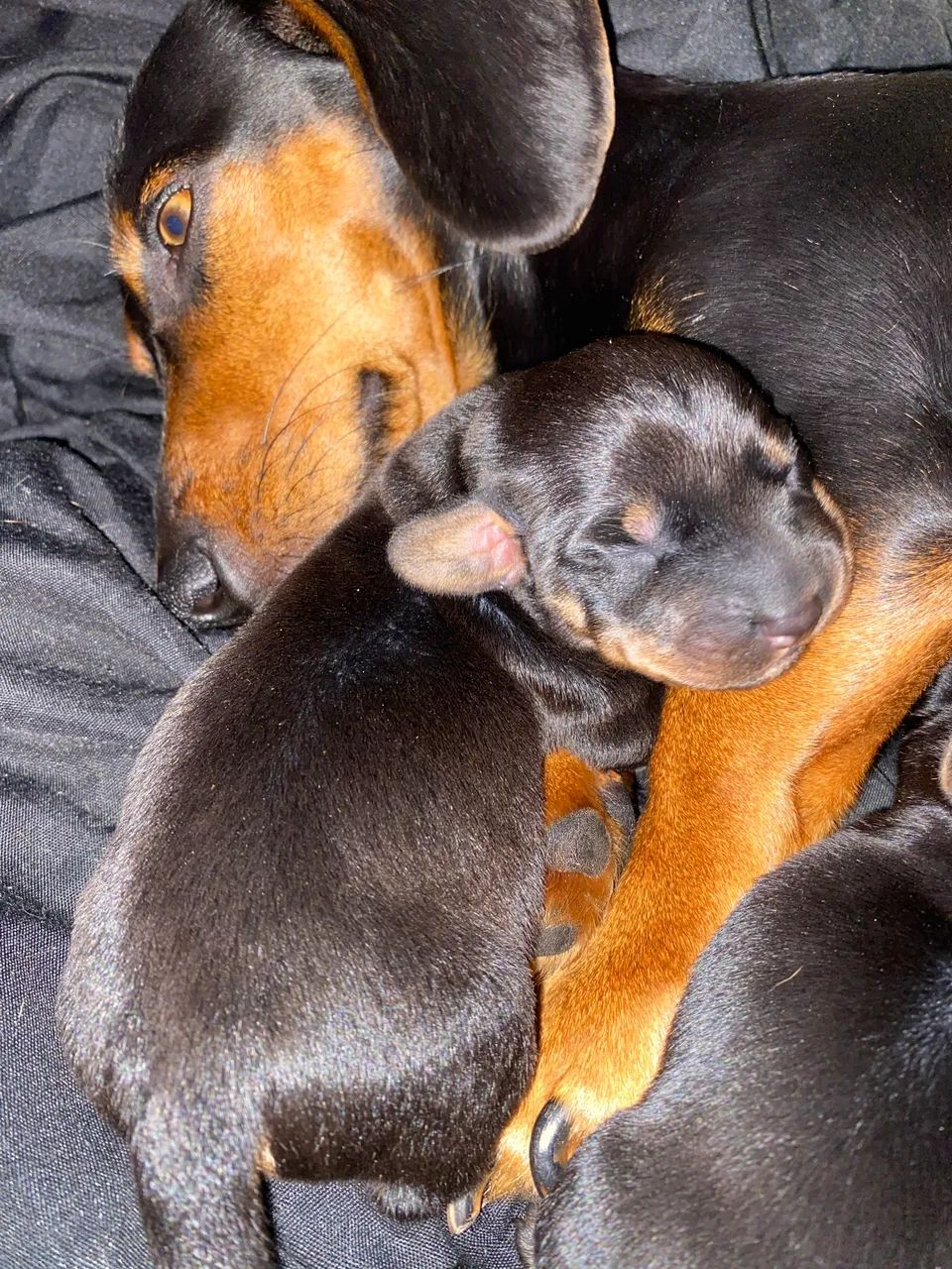 Dachshund - Foto 2