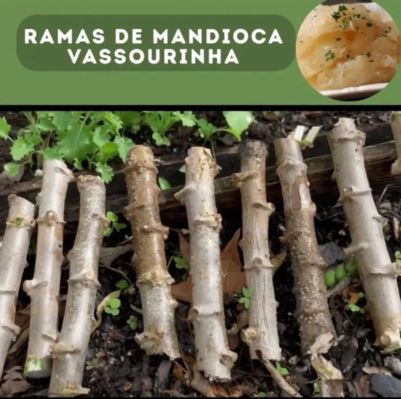 Ramas mandioca Vassourinha - Foto 4