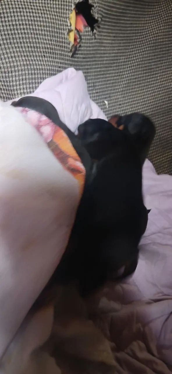 Pinscher - Foto 3
