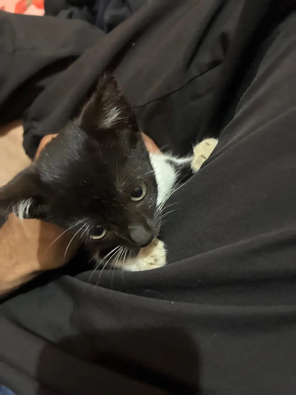 Doação de gatinha  - Foto 3
