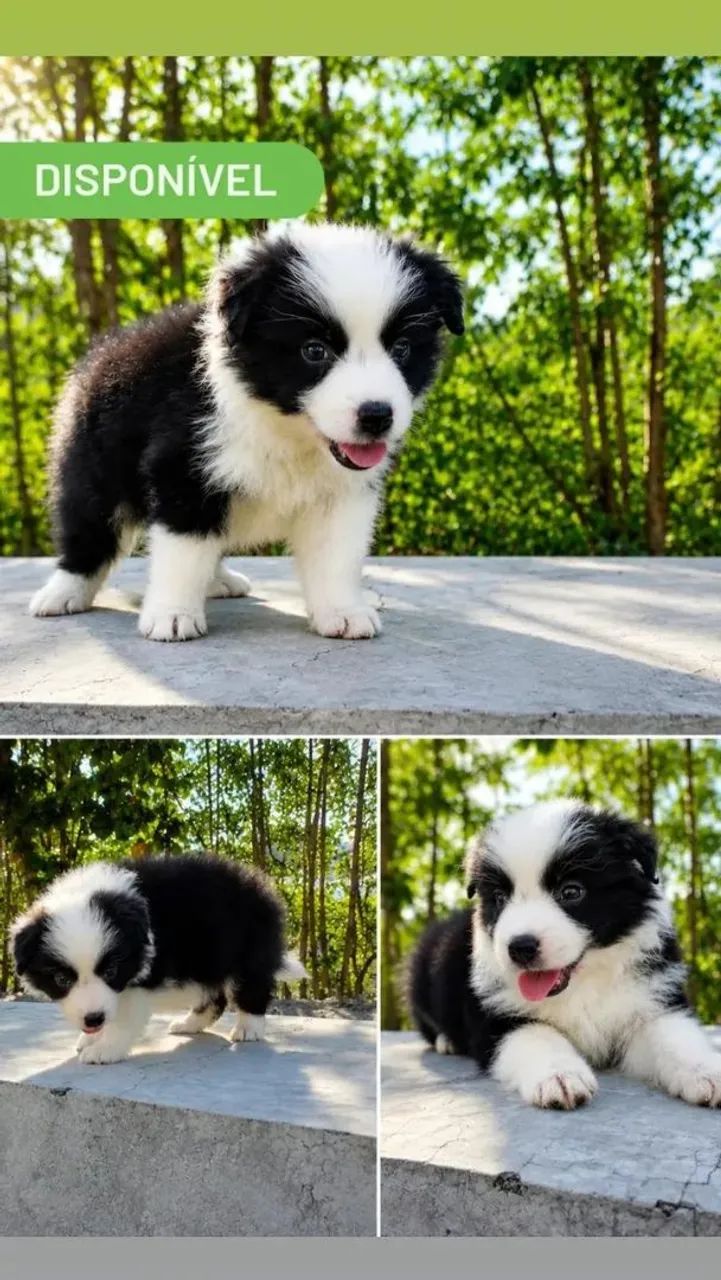 FILHOTES DE BORDER COLLIE 