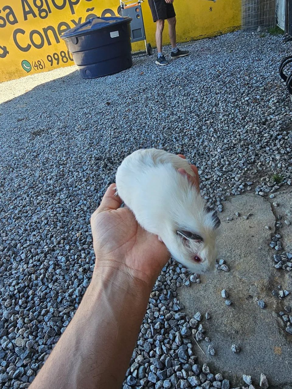 Porquinho da india  - Foto 3