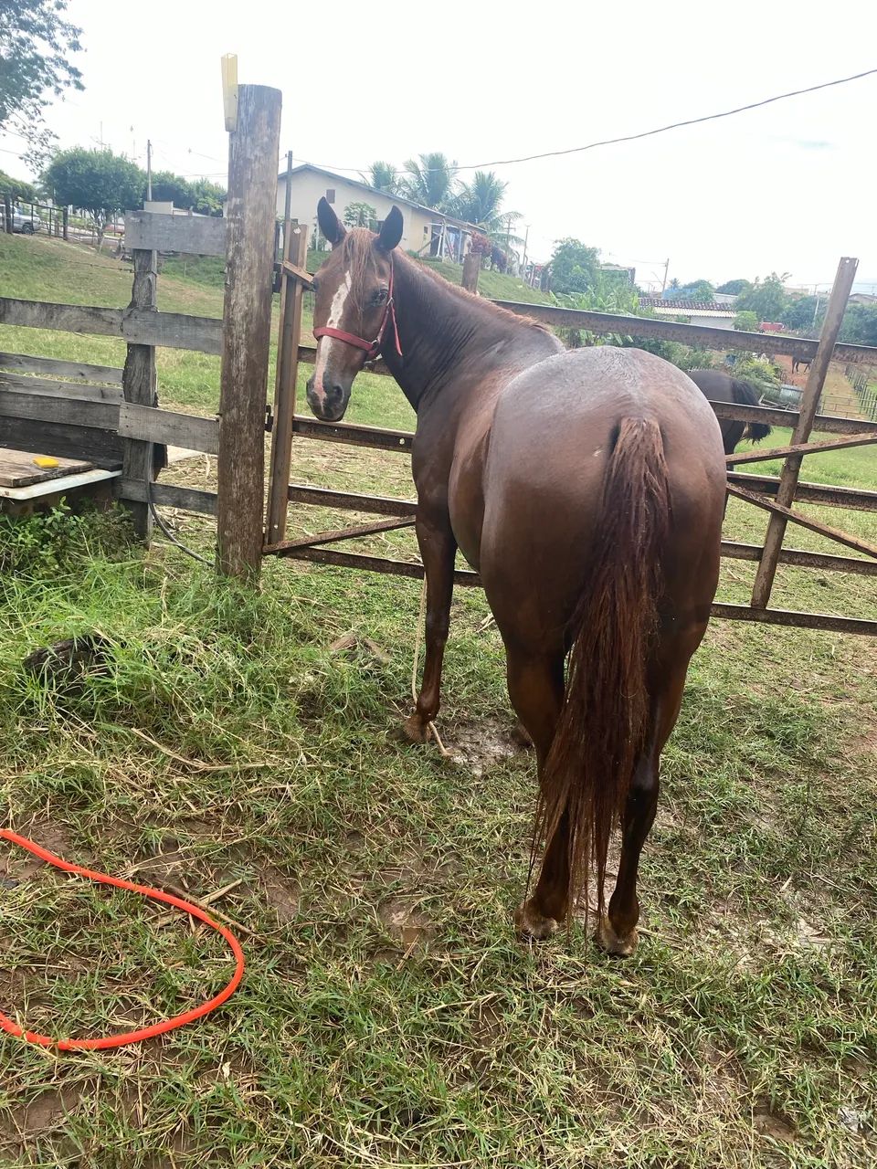 Horse - Foto 4