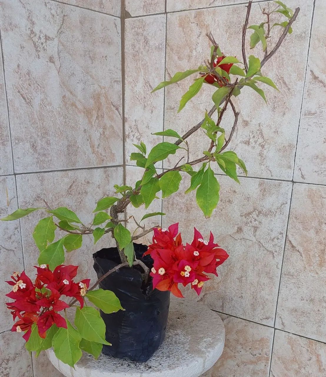 Vendo  - Foto 4