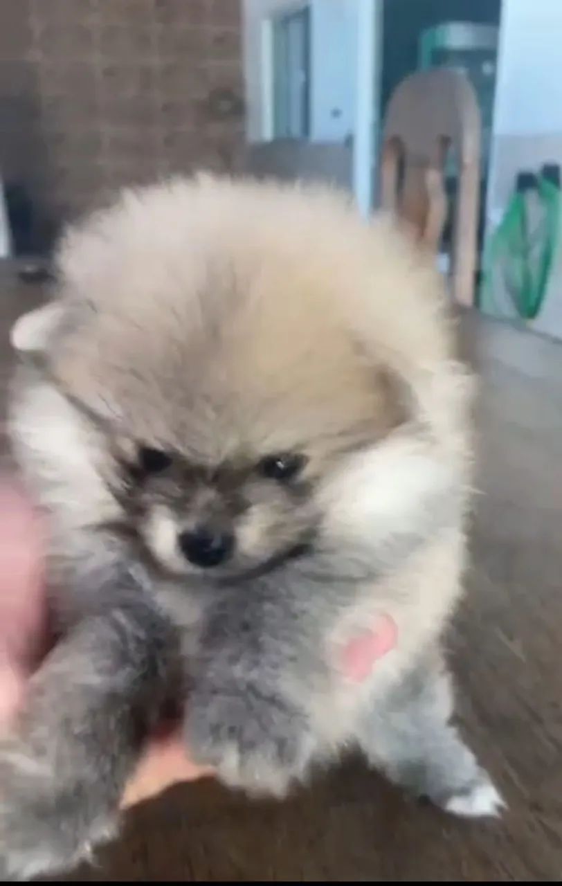 Spitz alemão