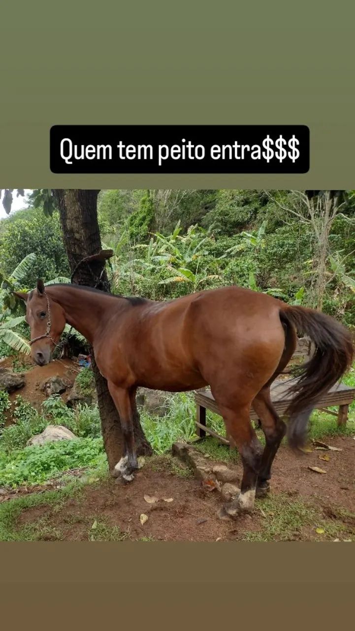 Égua manga larga 
