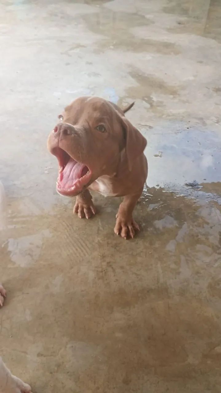 Vendi 2 filhote de Pit Bull com 3 meses 