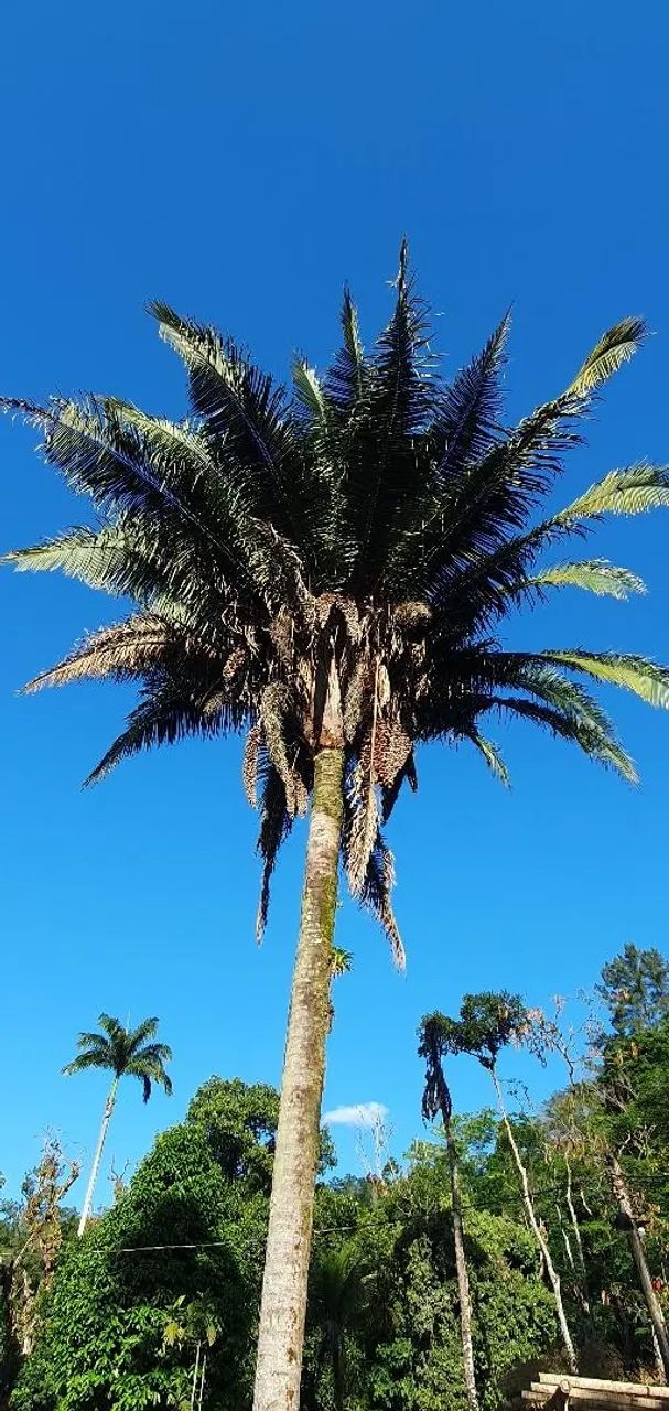 Coco da Palmeira Babaçu - Foto 2