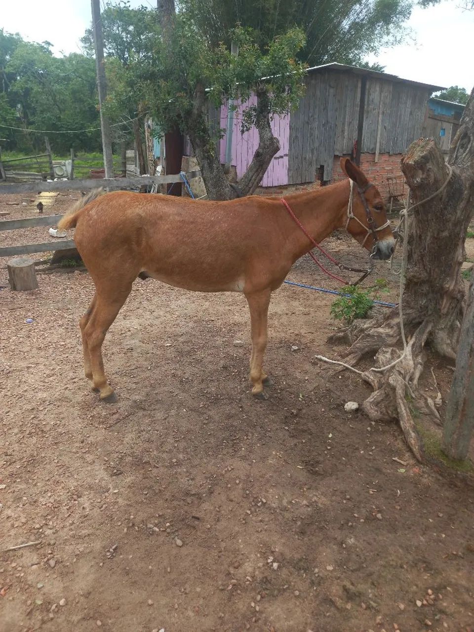 Burro capado na doma whats *