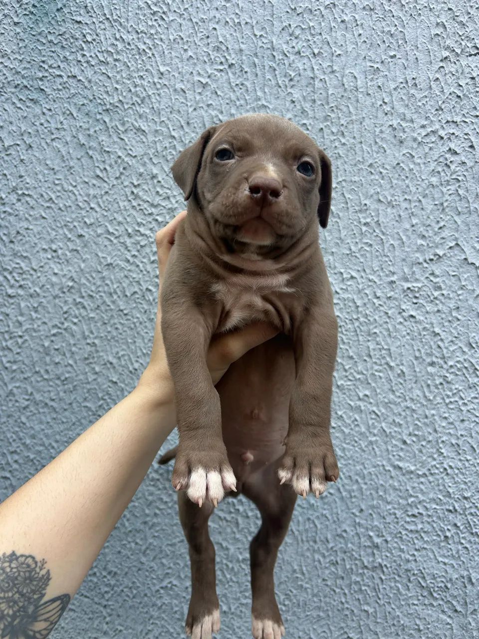 Filhote de Pitbull Handsome Macho  - Foto 2