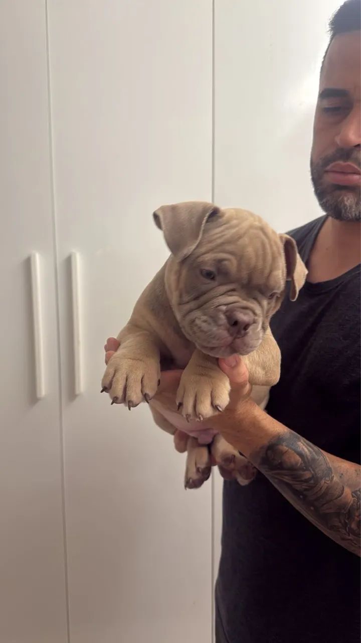 American Bully  - Foto 2