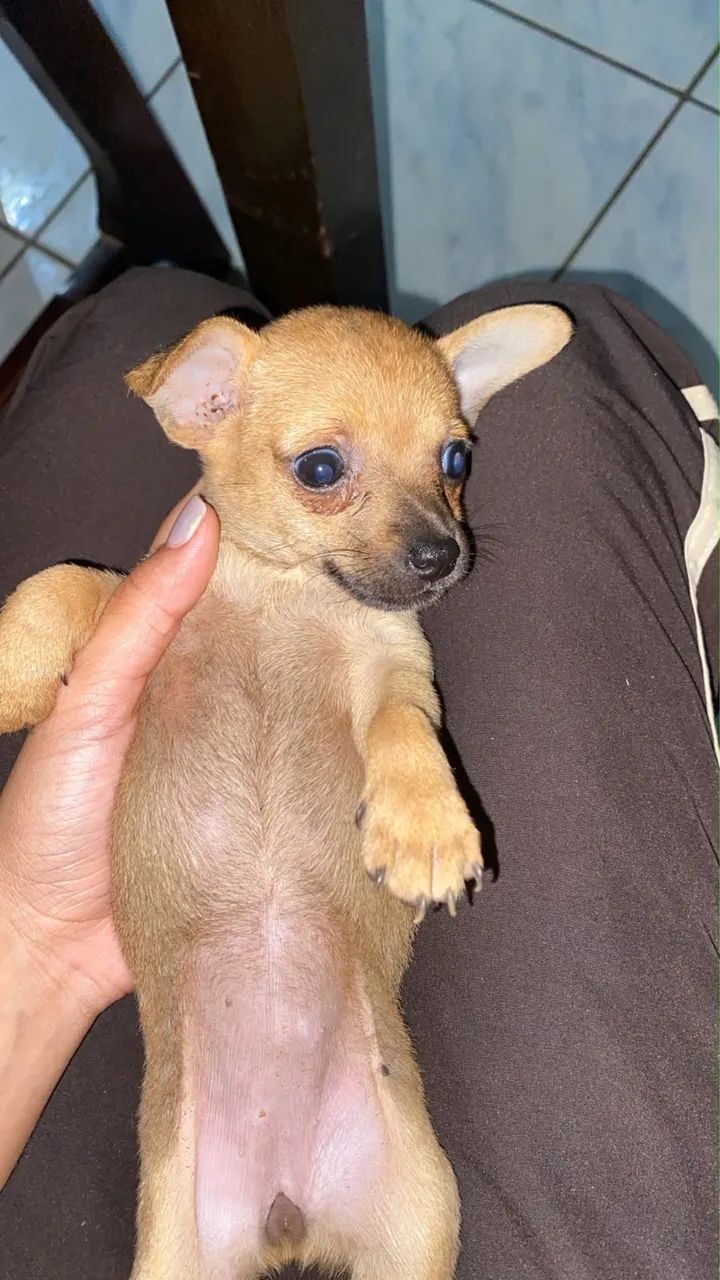 Pinscher minúscula 