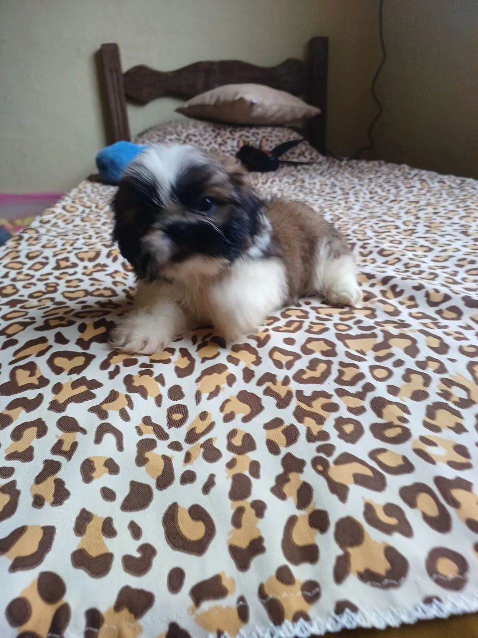 Shit tzu  - Foto 3