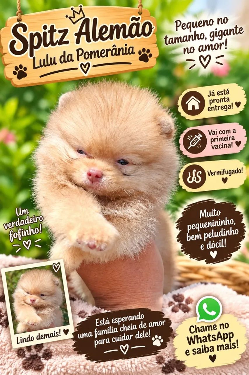 Spitz alemão macho  - Foto 3