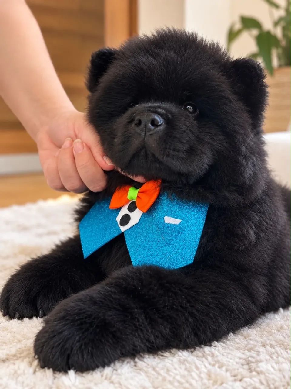 Chow-Chow americano 