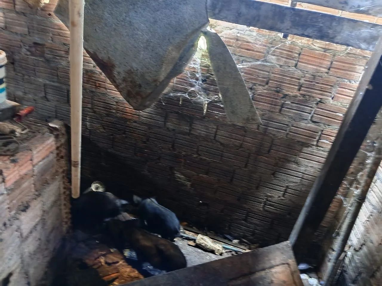 Porcos - Foto 4