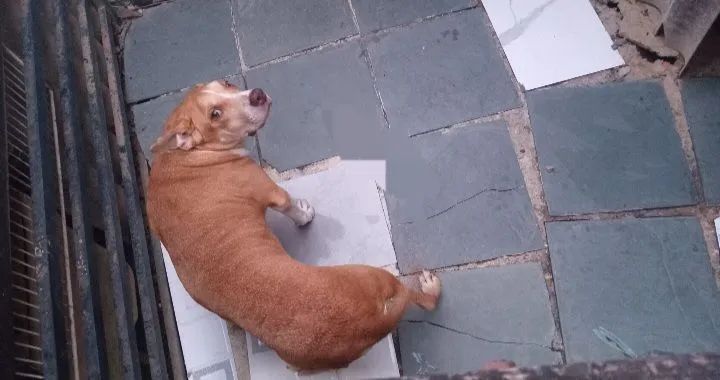 Doação pitbull 