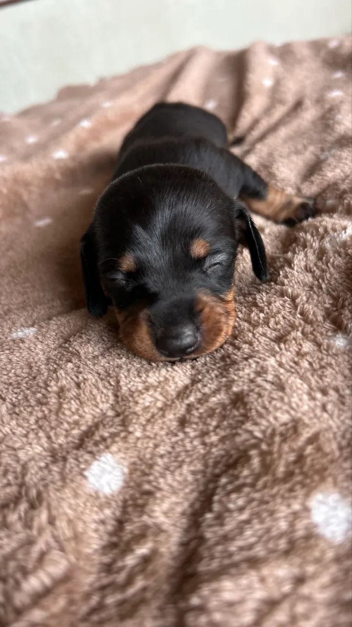 Dachshund, Cofap  - Foto 2