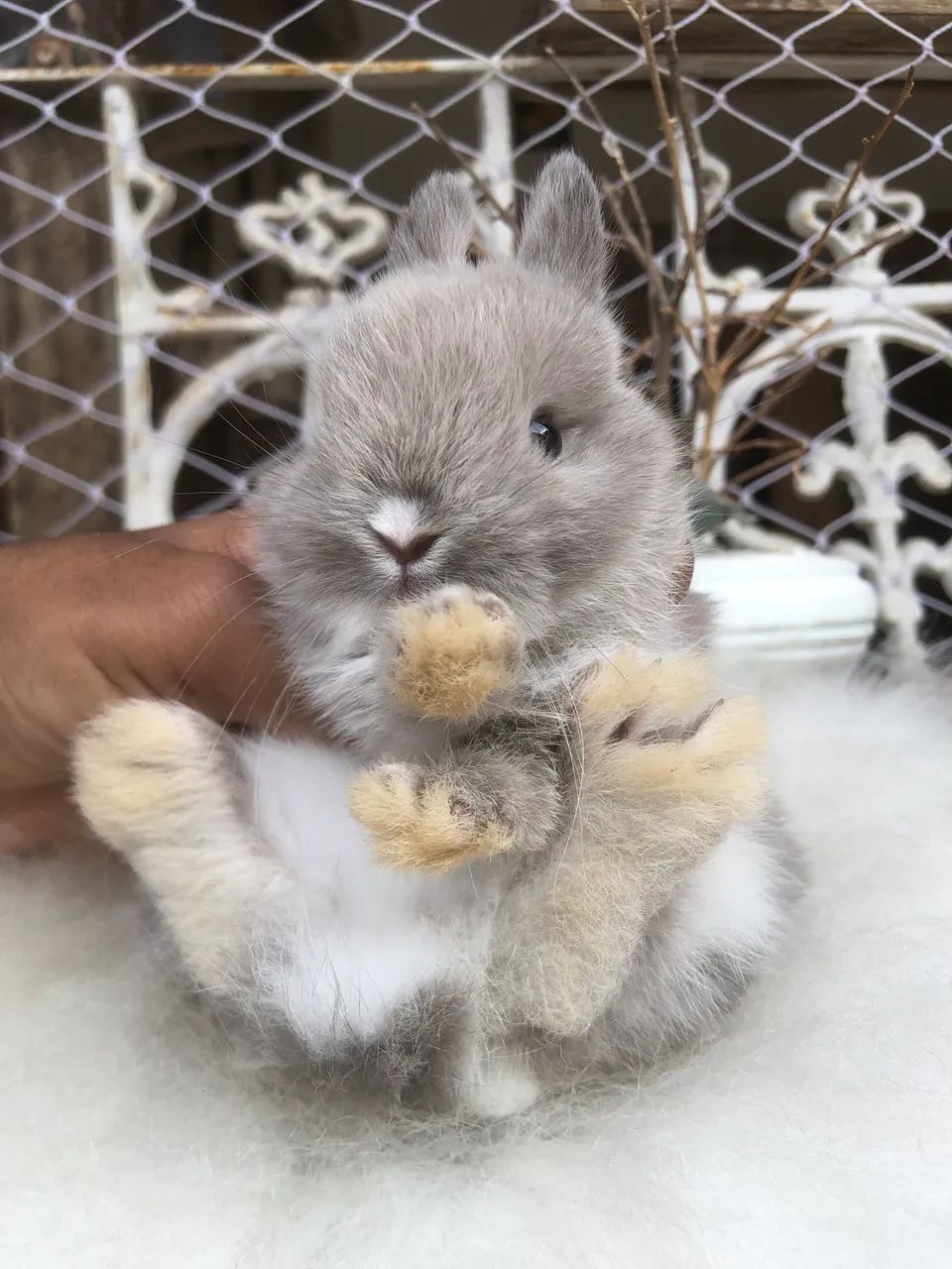 Coelho anão netherland dwarf linhagem importada - o menor do mundo  - Foto 2