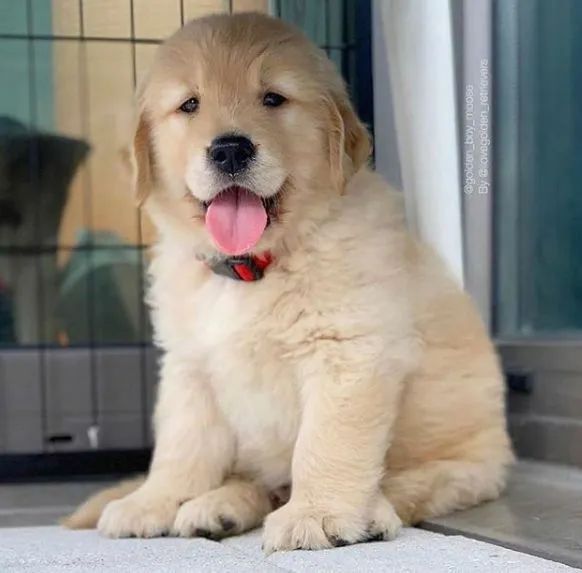 Golden retriever dourado e lindos