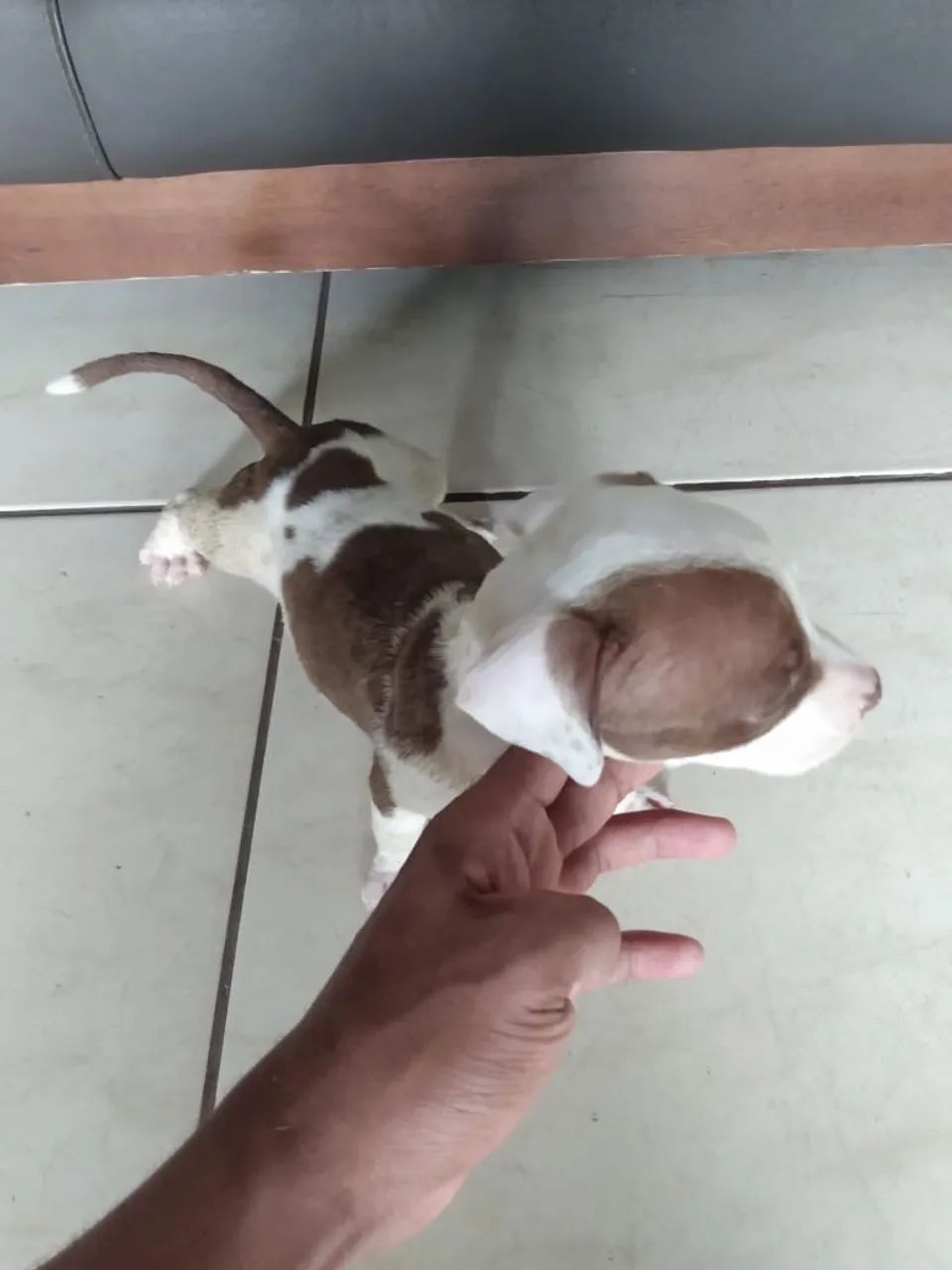 Vendendo filhote de Pit bull  - Foto 4