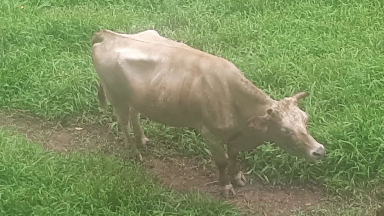 Vendo Vaca Jersey com Charoles 