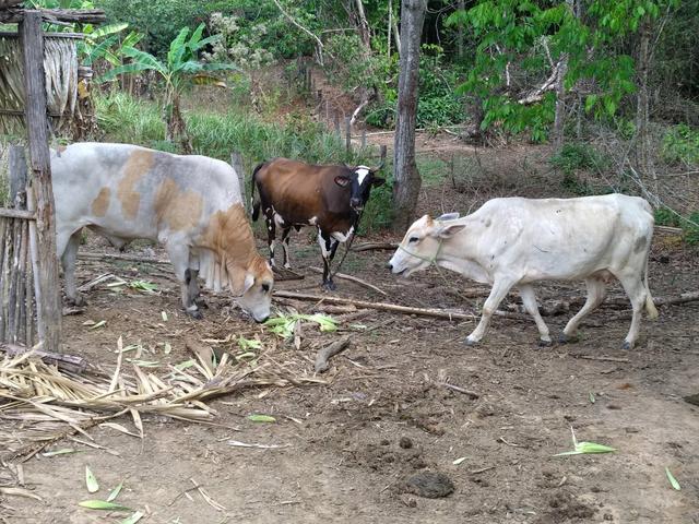 Vaca