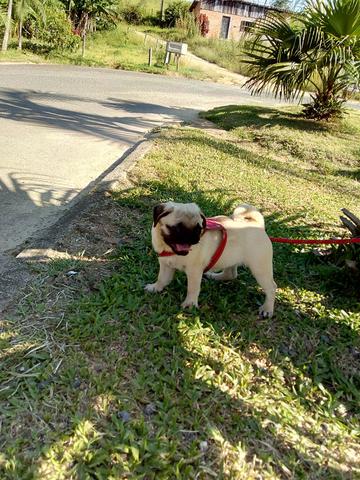 Venda de pug