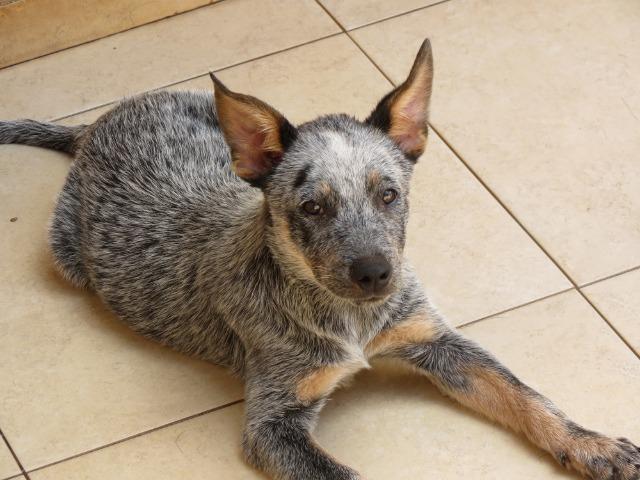cattle dog olx