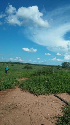 215A/Fazenda de 485 ha com outorga para irrigação às margens do Rio São Francisco - Foto 12