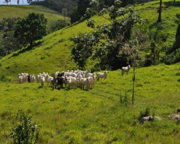 FAZENDA A VENDA EM MINAS GERAIS TEÓFILO OTONI PECUÁRIA CRIA RECRIA ENGORDA CONFINAMENTO (4 - Foto 20