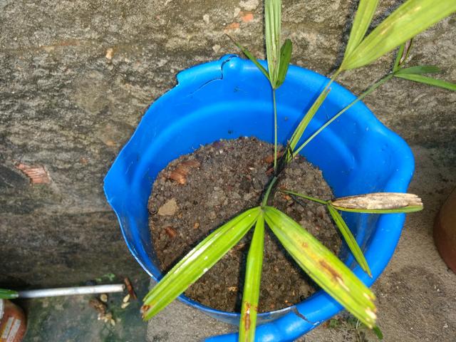 Plantas - Foto 4