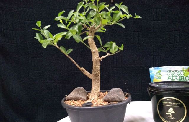Pré bonsai acerola - Foto 2