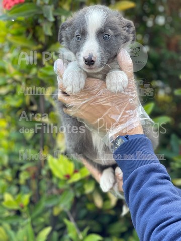 Border Collie filhotes, os mais inteligentes 