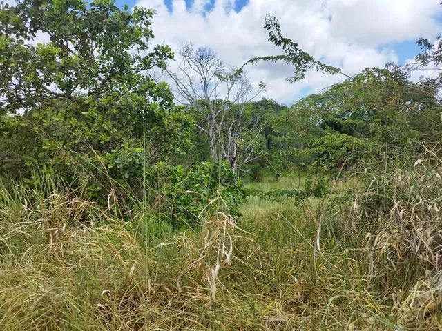 Granja (terra limpa ) - Foto 4