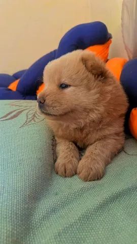 Chowchow - Foto 3