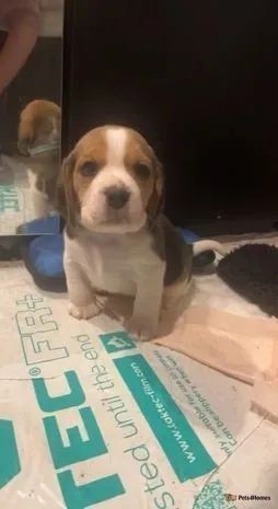 beagle apronta entrega 