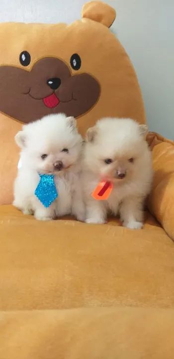 Promoções spitz alemão macho anão mini  10x 290 - Foto 2