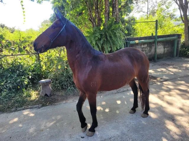 Égua Mangalarga Marchador - Castanha - Baixei para vender - Foto 3
