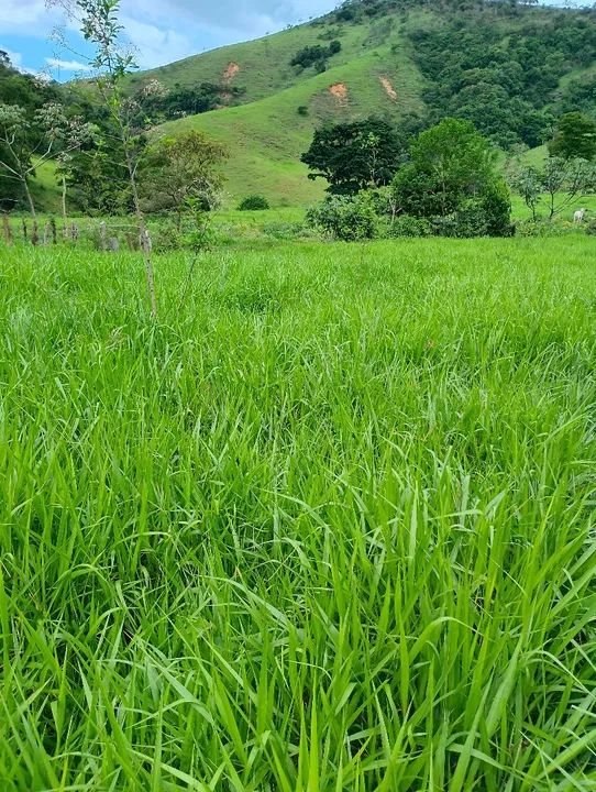Fazenda a venda  - Foto 9