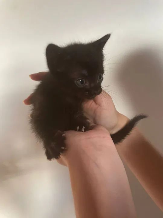 esses lindos gatinhos estão para doação eles tem 1 mês e os dois são machos 