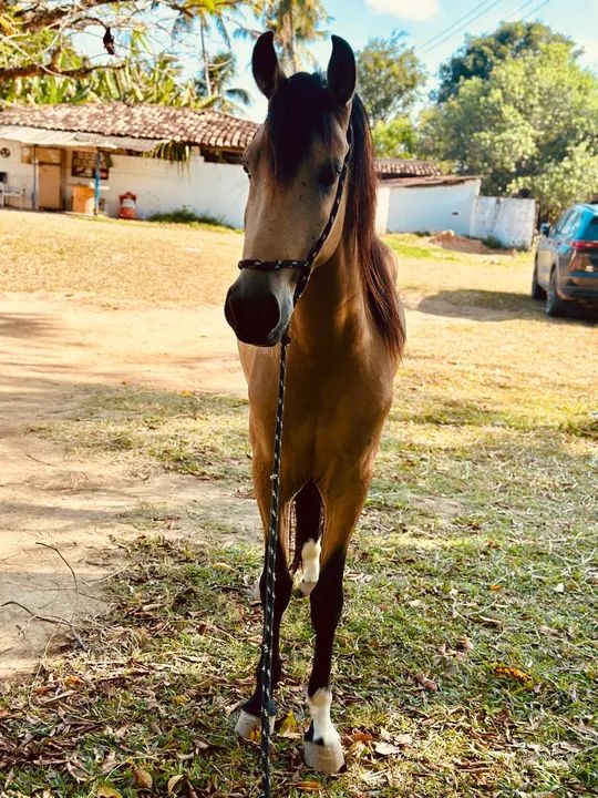 Cavalo Mangalarga Marchador  - Foto 4