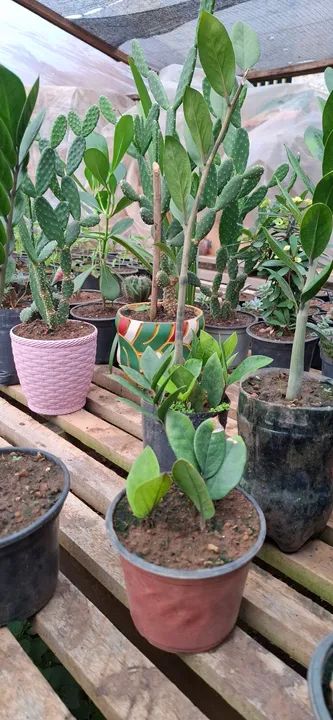 Lindas mudas de Zamiocuca para você espantar mau-olhado da sua vida