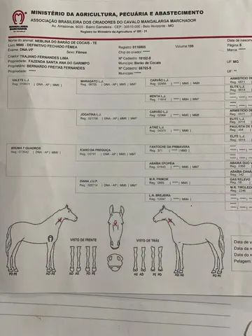 Égua Mangalarga Marchador - Castanha - Baixei para vender - Foto 6