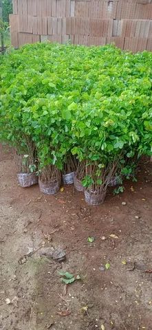 Mudas de cerca viva Sansão do campo