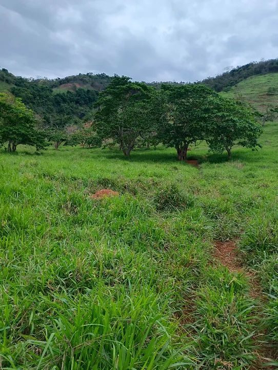 Fazenda a venda  - Foto 13