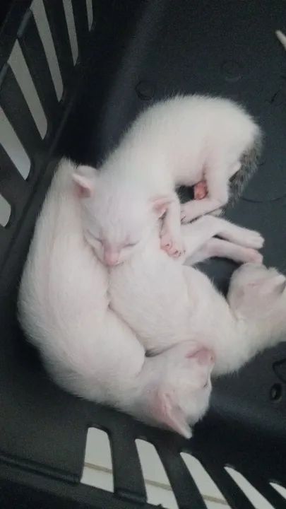 Gatos filhotes - Foto 5