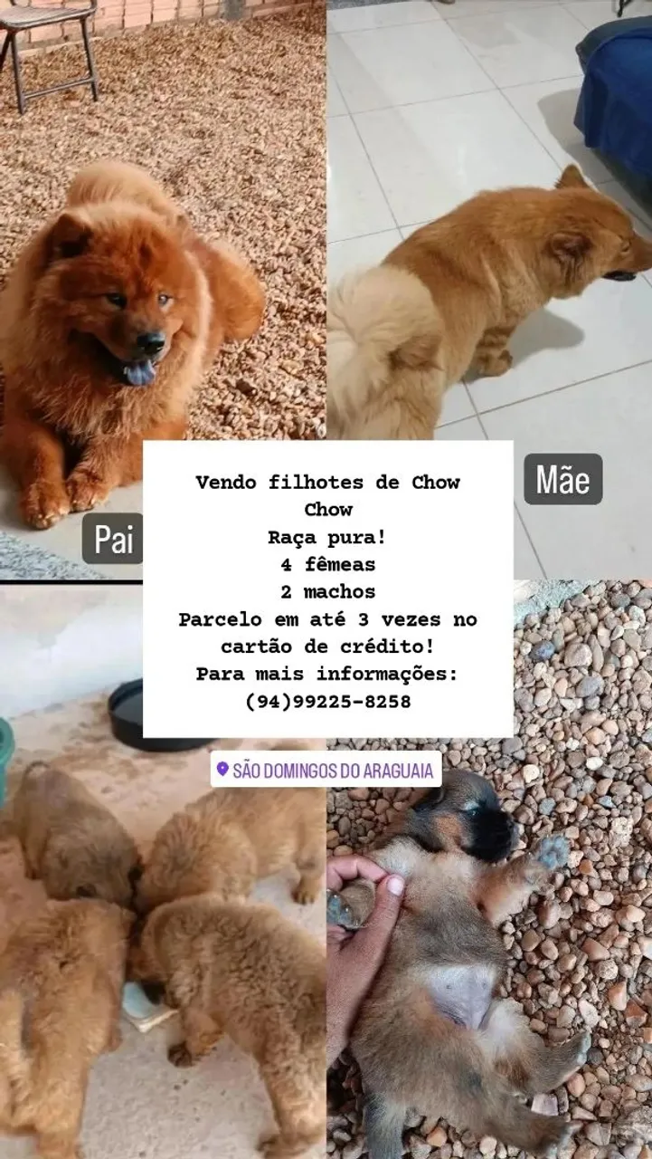 Filhotes de Chow Chow - Raça Pura!