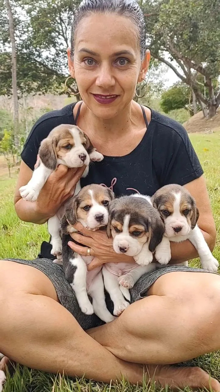 Fascinantes Filhotes de Beagle à Venda
